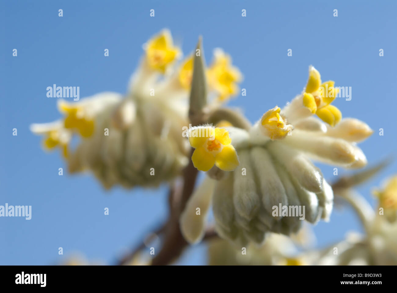 Paper Bush (Edgeworthia chrysantha) blooming in March in central Japan Stock Photo