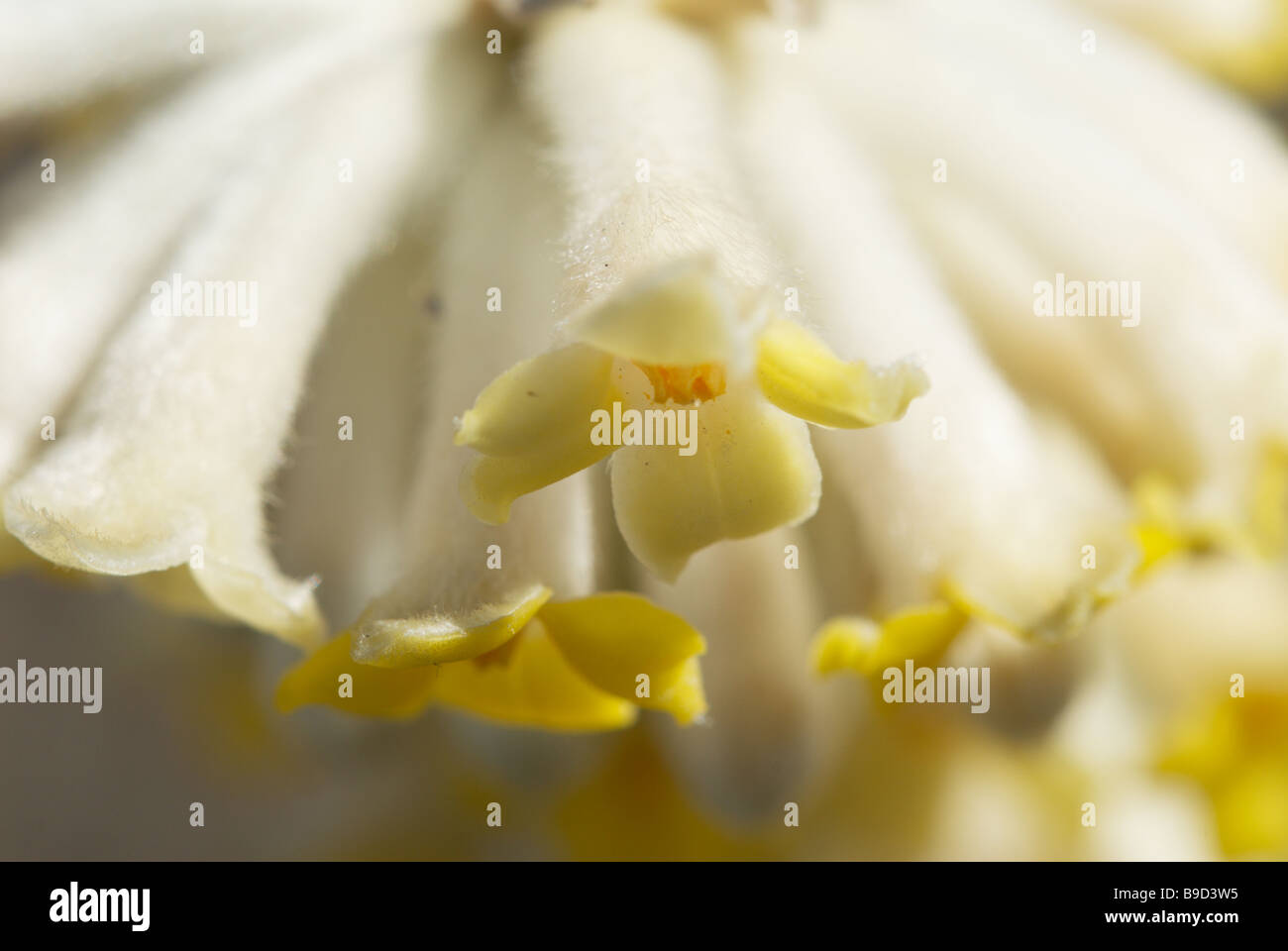 Detail of Paper Bush (Edgeworthia chrysantha) blooming in March in central Japan Stock Photo