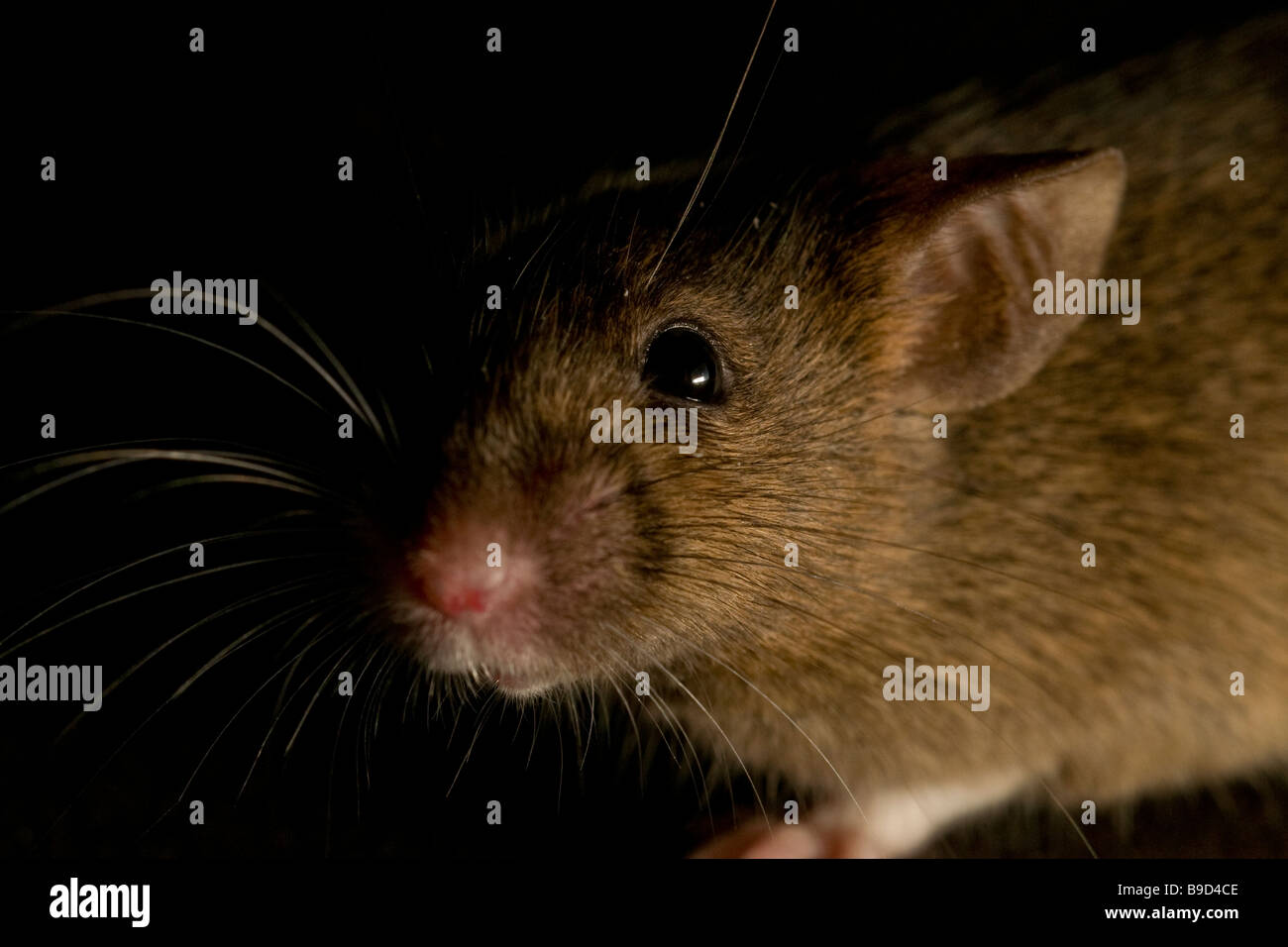 House Mouse Mus musculus Stock Photo