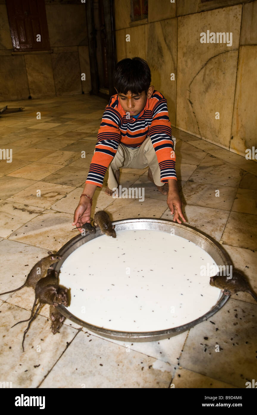 A boy in the Karnimata Rat temple near Bikaner, Rajasthan, India. Stock Photo