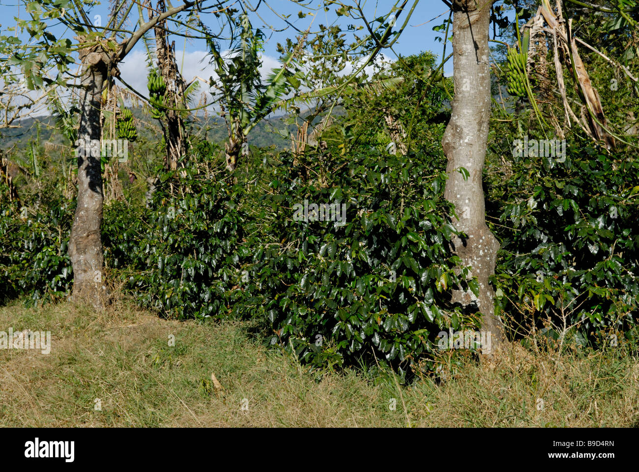 Shade grown coffee plantation Stock Photo