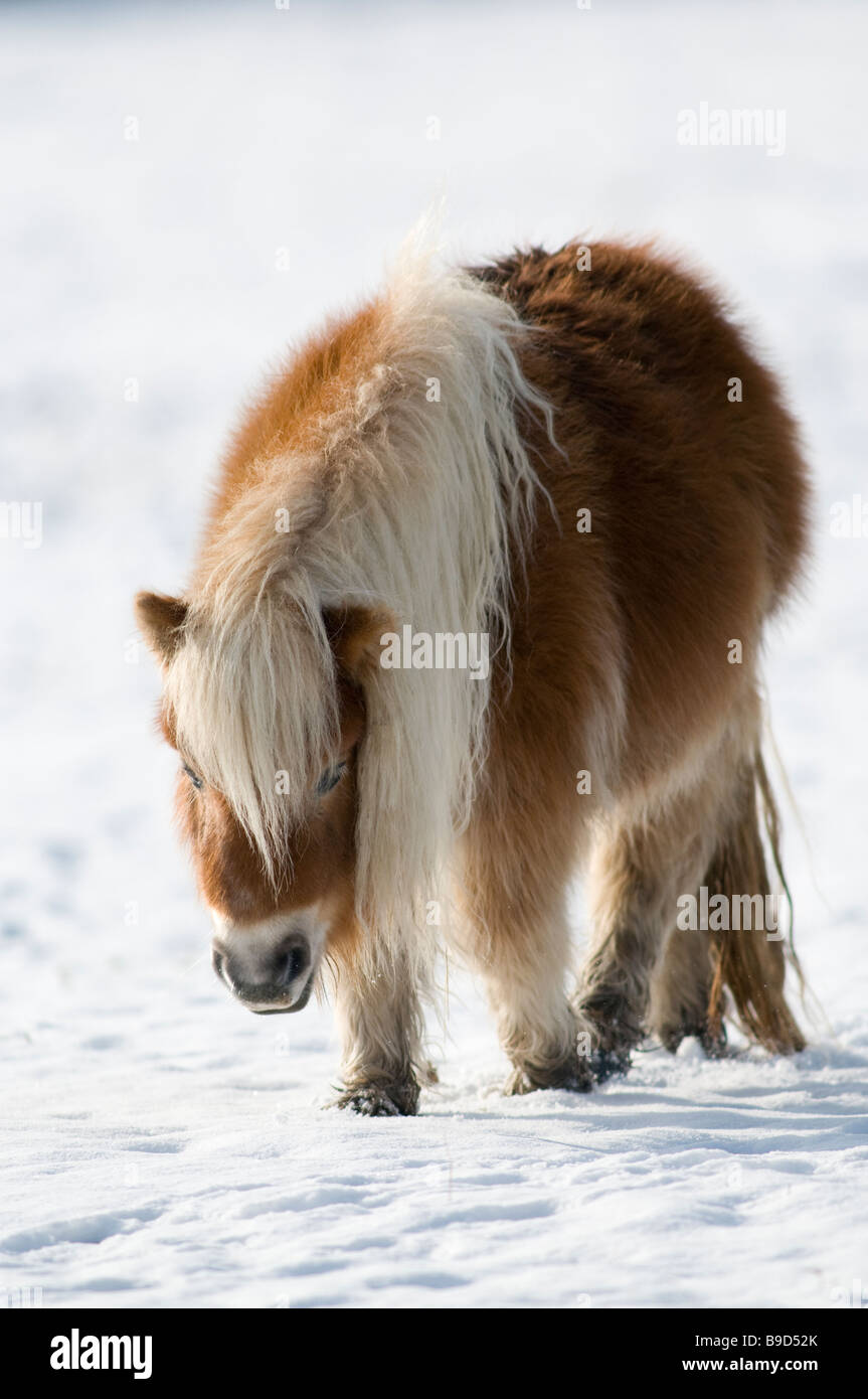 Minature Shetland Pony in snow UK Stock Photo