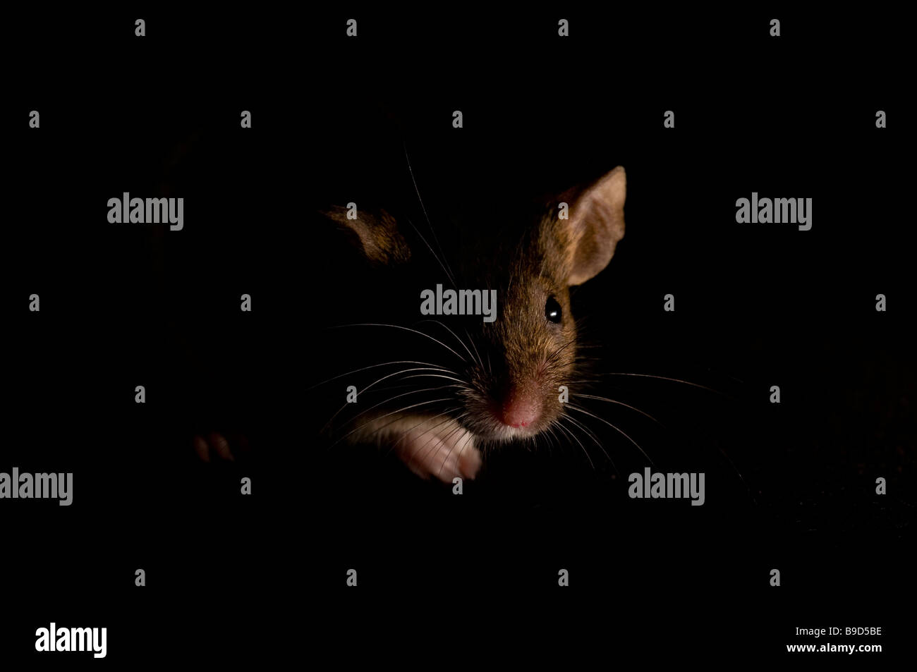 Mouse Stock Photo