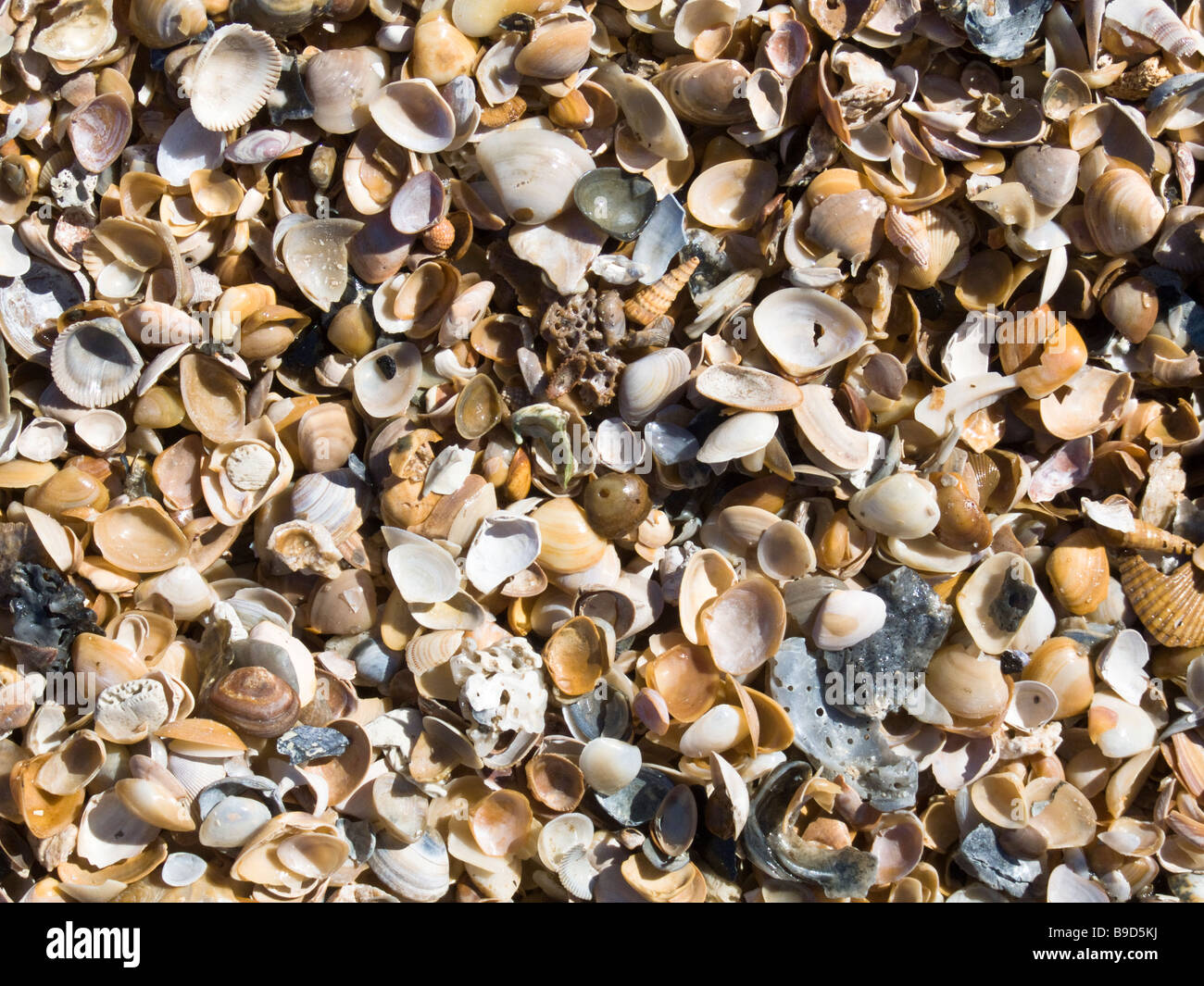 sea shells Stock Photo