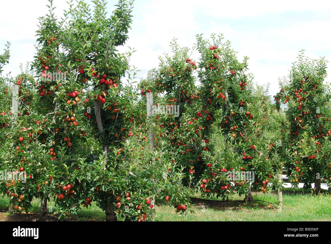 Apple orchard, Richmond, Tasman, South Island, New Zealand Stock Photo