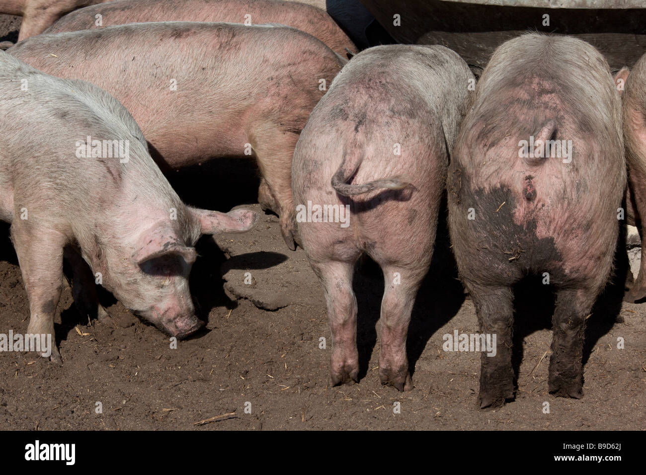 Rear view of dirt covered pigs standing at a feeding trough. Stock Photo