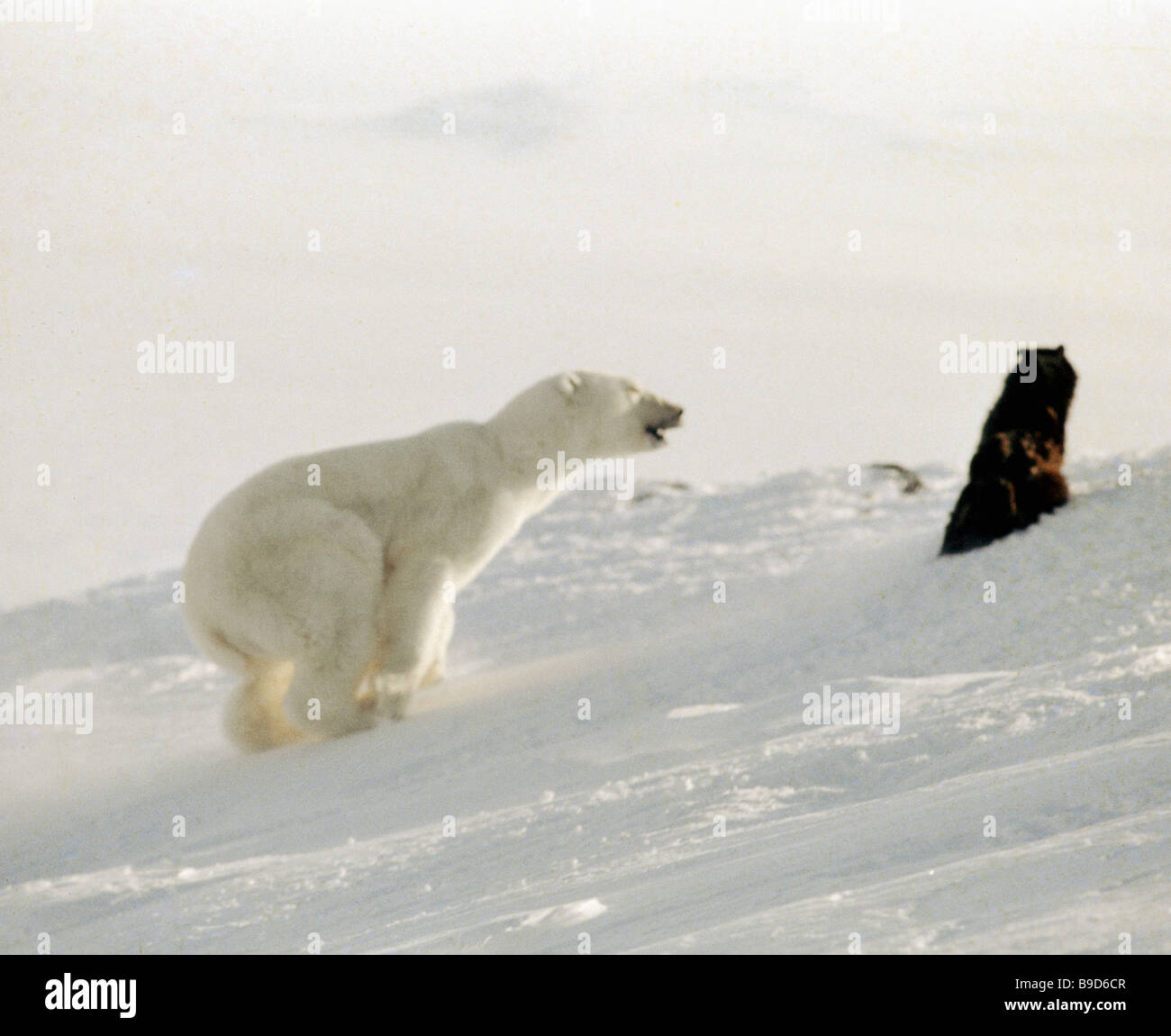 Wrangel Island Reserve: animals and plants 27 Wrangel Island Reserve: animals and plants 28