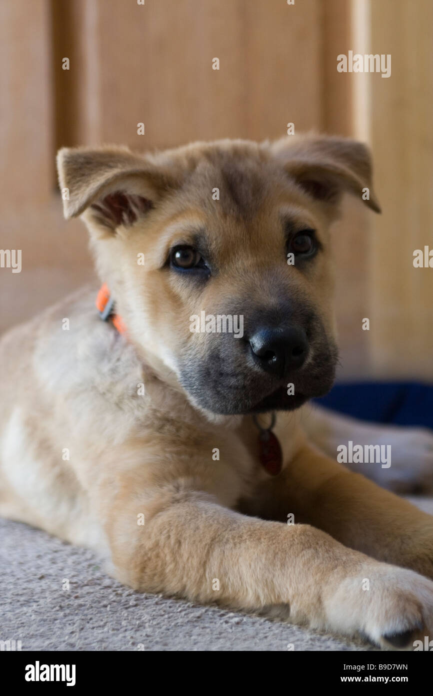 A cross breed puppy dog lies down Stock Photo Alamy