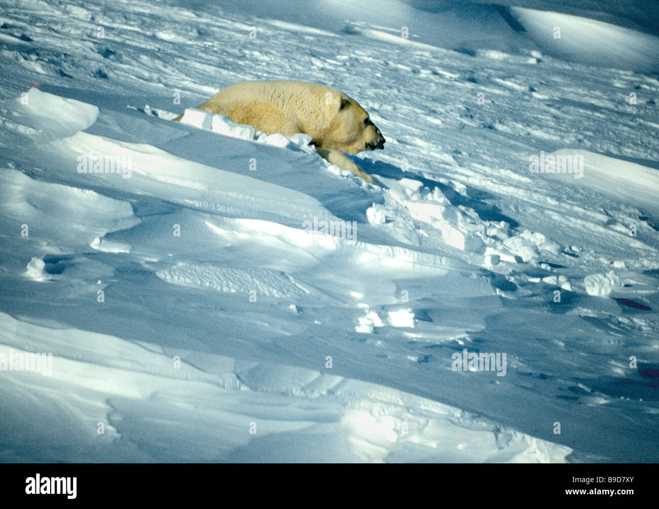 Wrangel Island Reserve: photo and description, location, flora and fauna 53 Wrangel Island Reserve: photo and description, location, flora and fauna 17