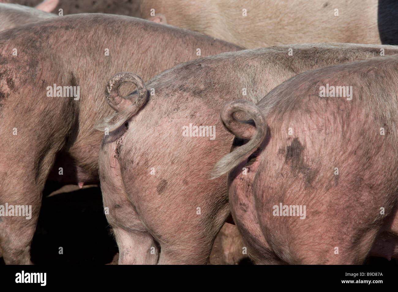Rear view of pigs with curly pig tails. Charles Lupica Stock Photo