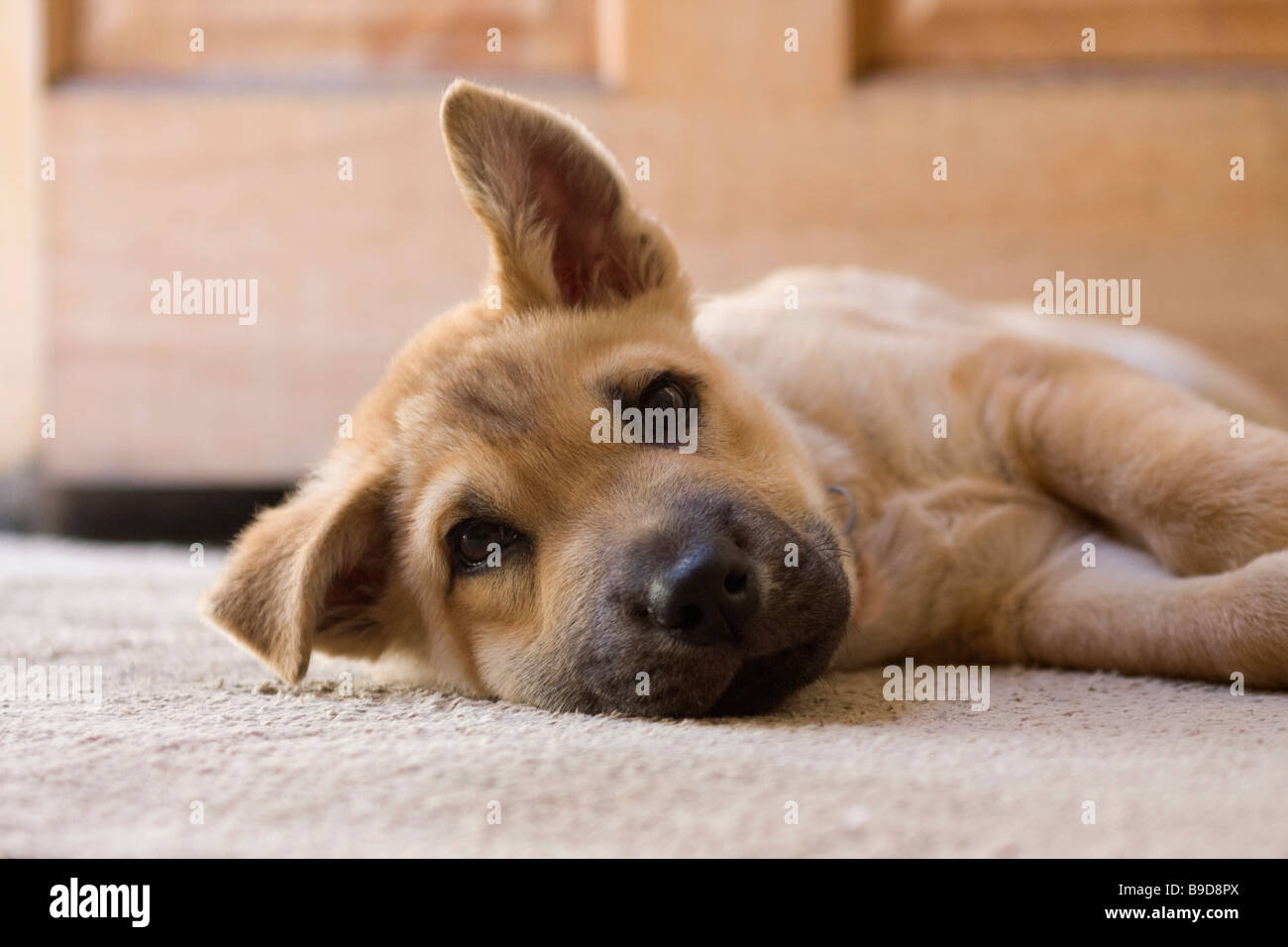 A cross breed puppy dog lies down Stock Photo Alamy