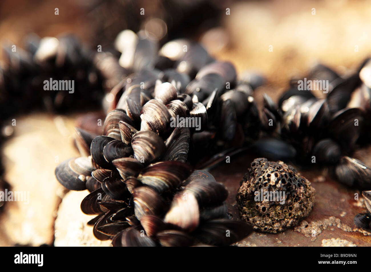 Limpets, mussels and barnacles on sea shore rocks Stock Photo