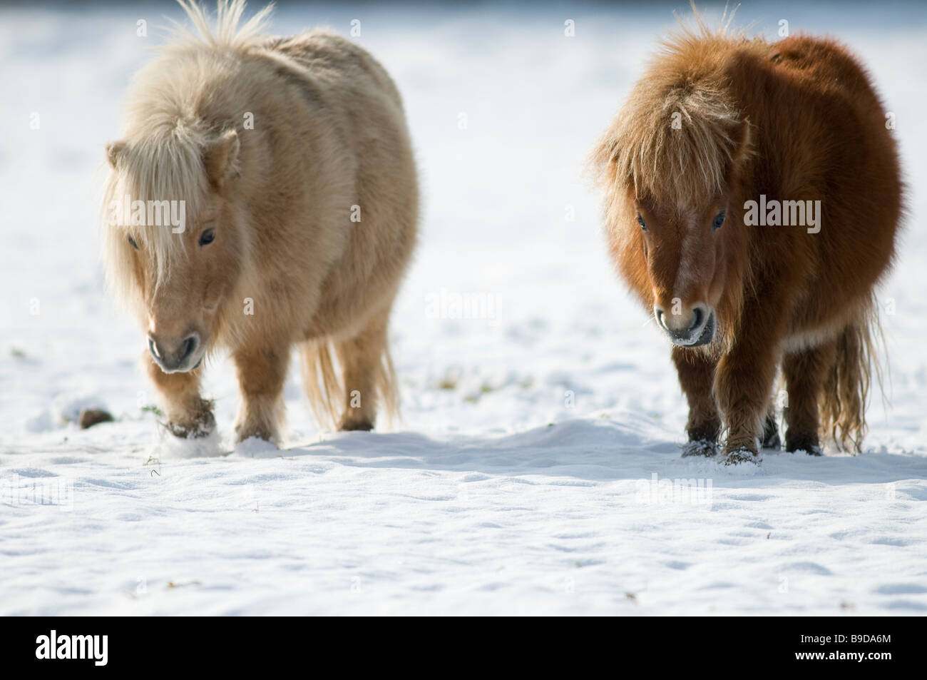 Minature Shetland Pony in snow UK Stock Photo