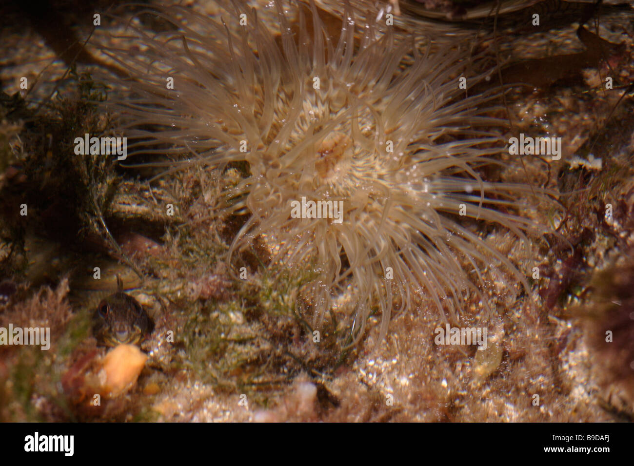 Sea anemone Sagartiogeton undatus in a rockpool UK Stock Photo
