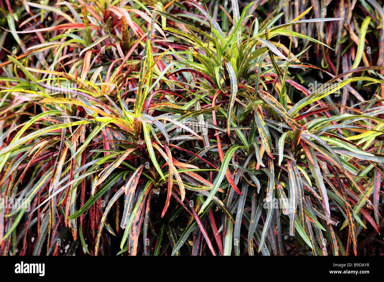 Croton Plant Codiaeum variegatum Stock Photo