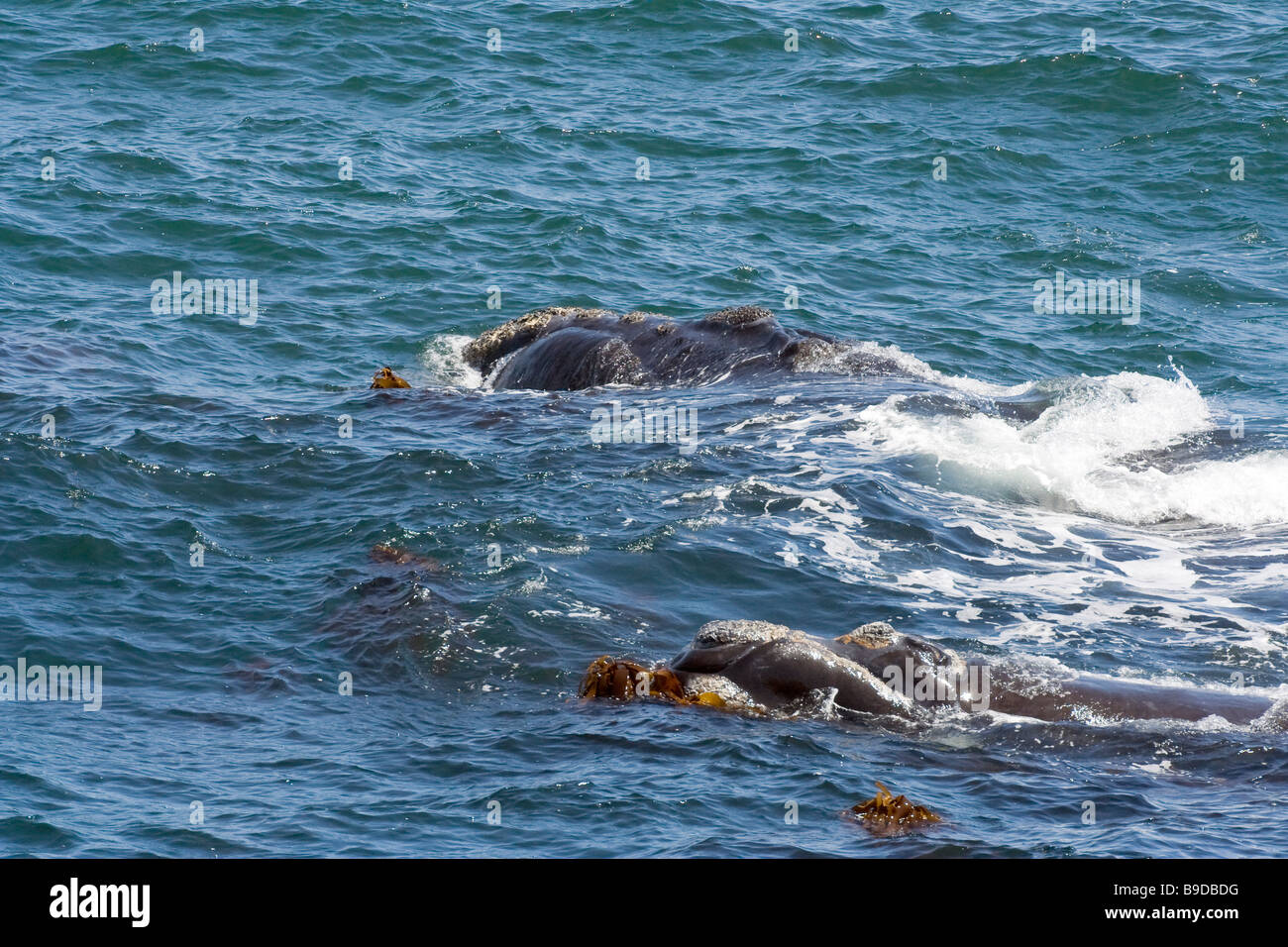 Baby whale with mother whale hi-res stock photography and images - Alamy