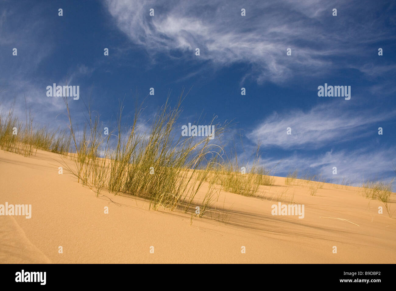 Red sand dunes Kalahari Desert South Africa Stock Photo - Alamy