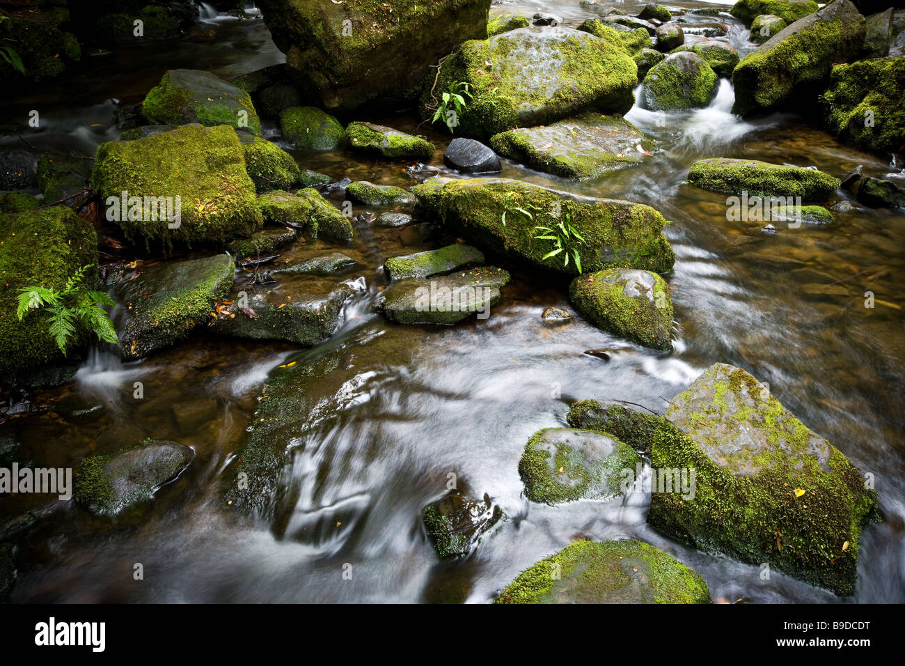 River flowing over rocks in a Temperate Rain Forest Tasmania Australia Stock Photo