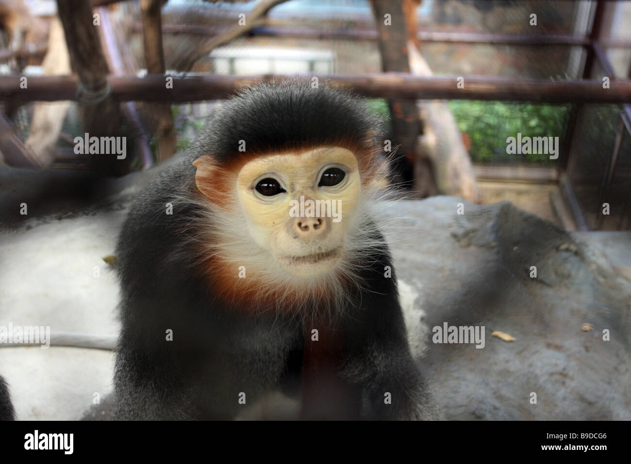 monkey in bangkok zoo Stock Photo Alamy