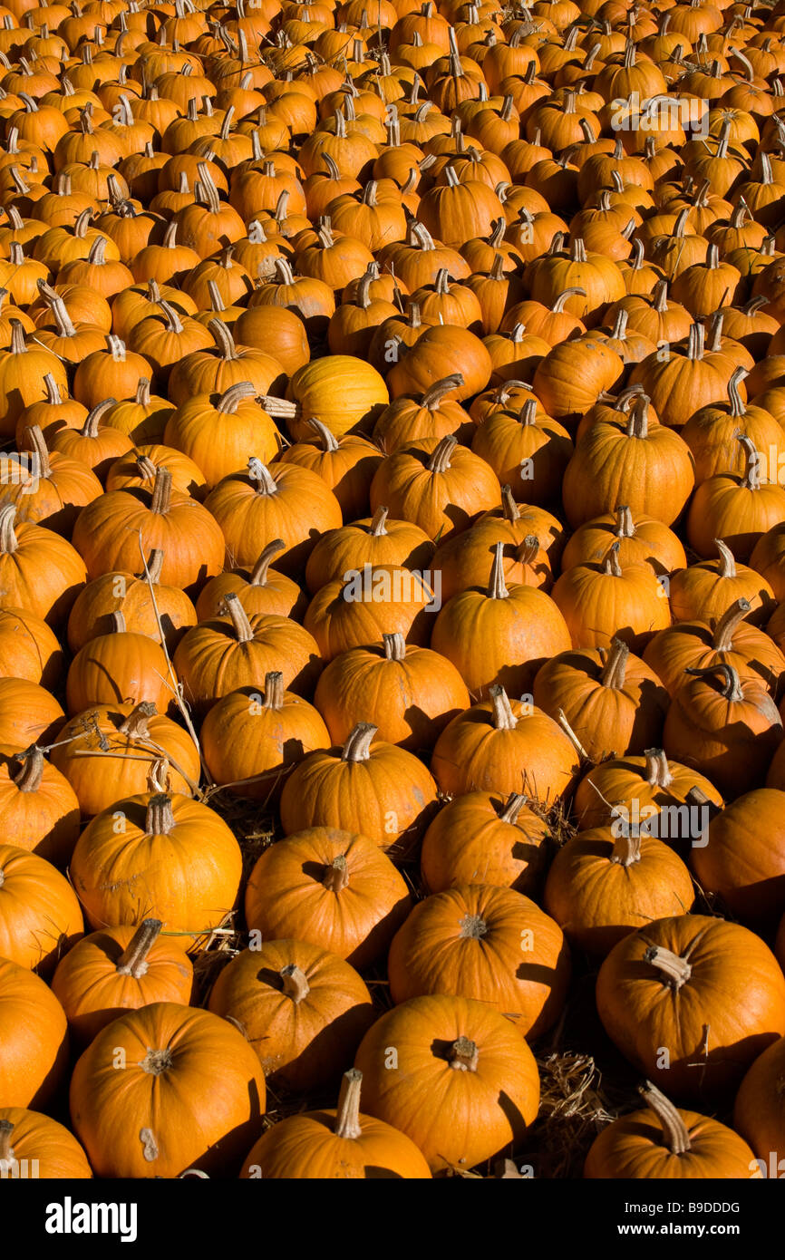 Pumpkins at Half Moon Bay, California Stock Photo