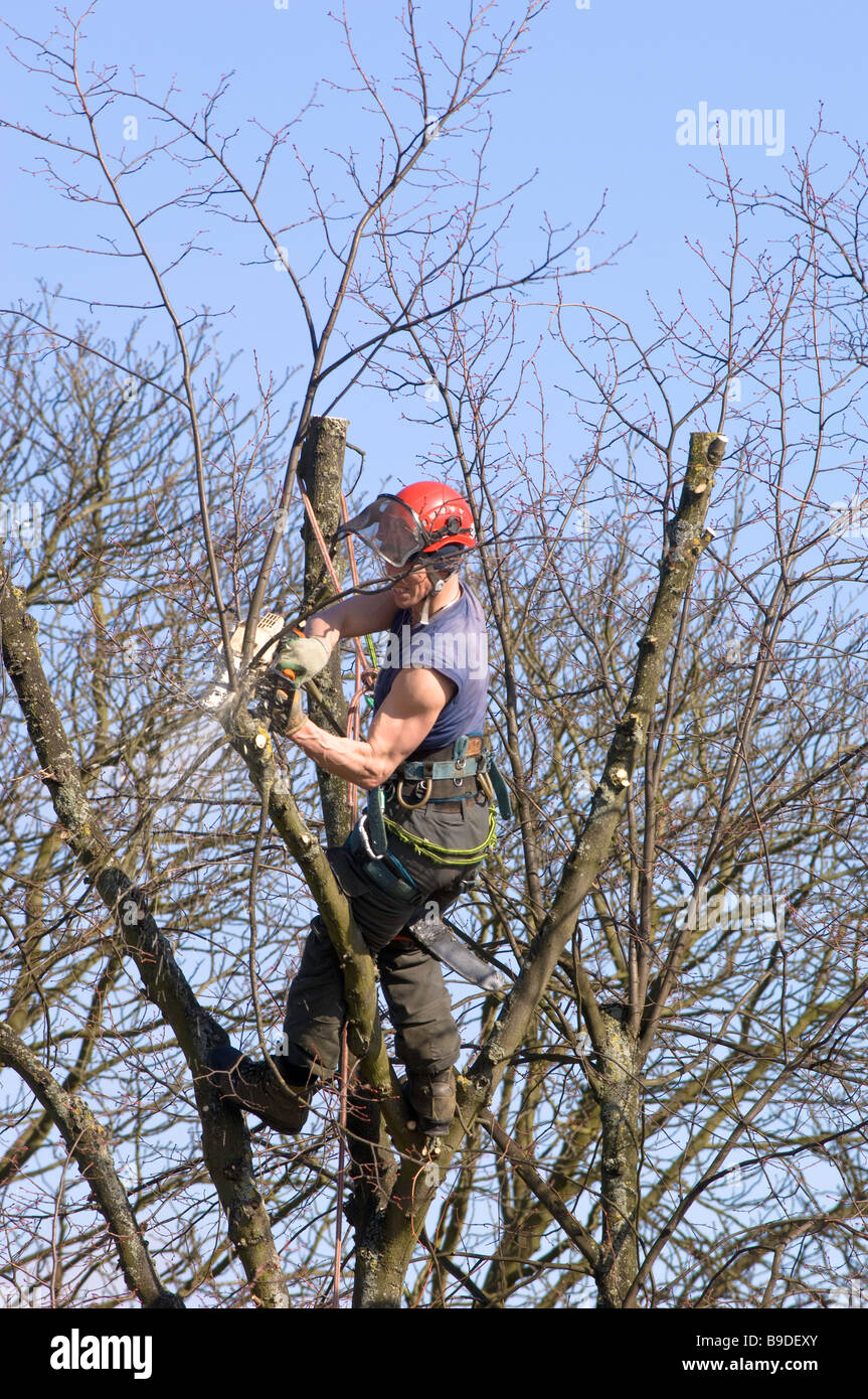 Trimming trees in Ealing London United Kingdom Stock Photo Alamy