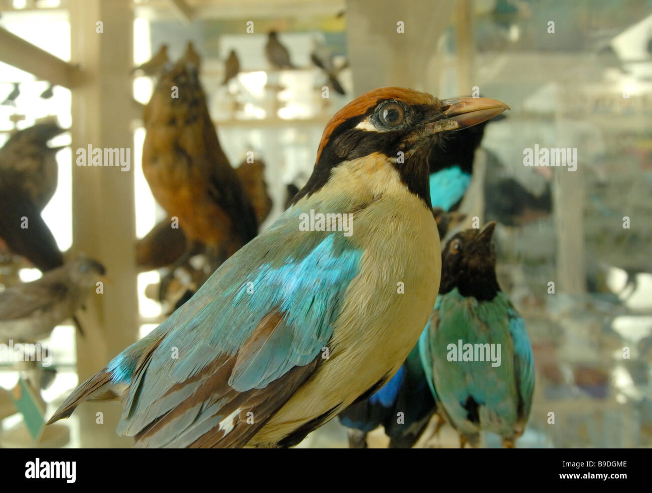 A display of birds in the Natural History Museum in Lille, France Stock Photo