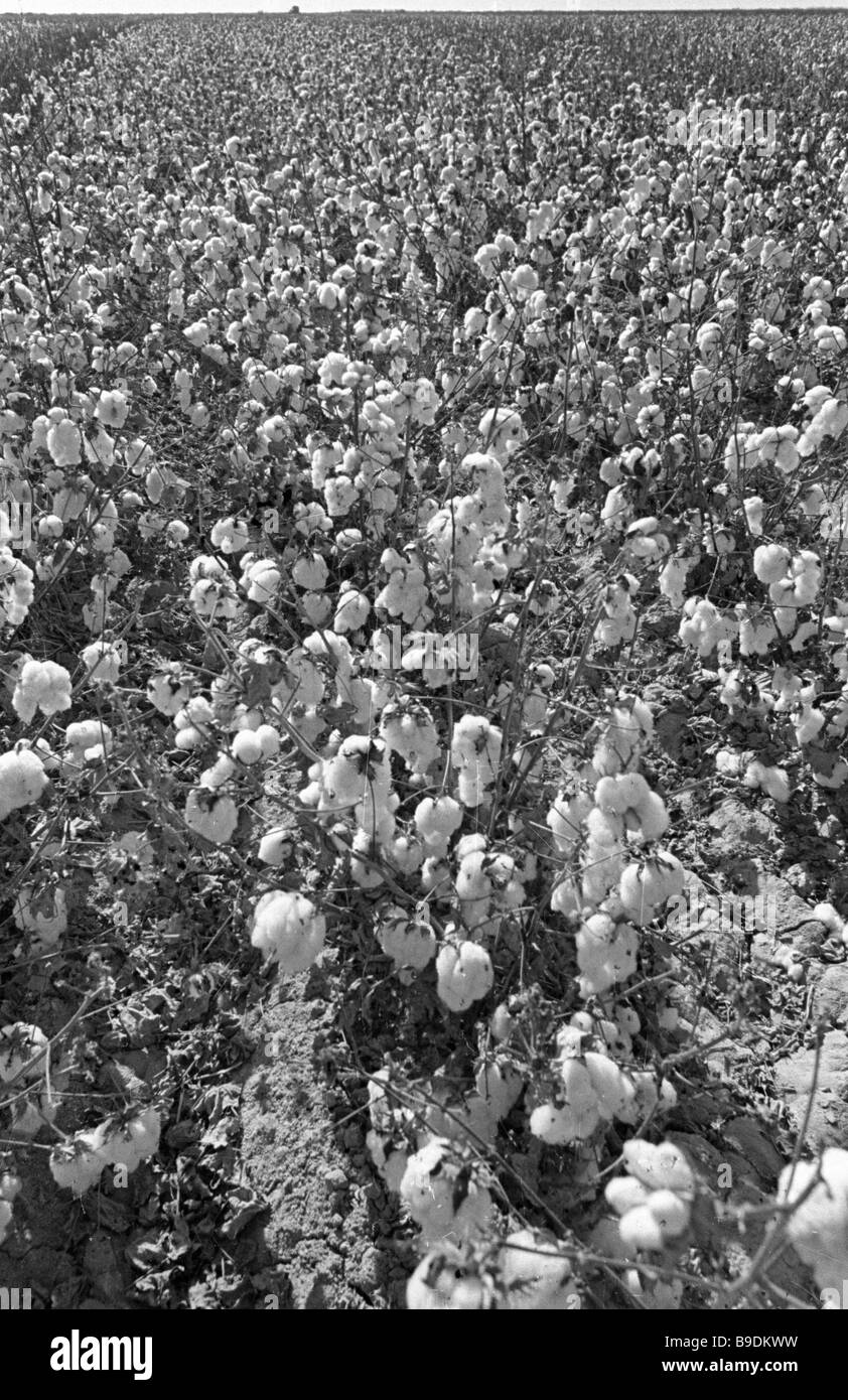 Cotton field in Tajikistan Stock Photo Alamy