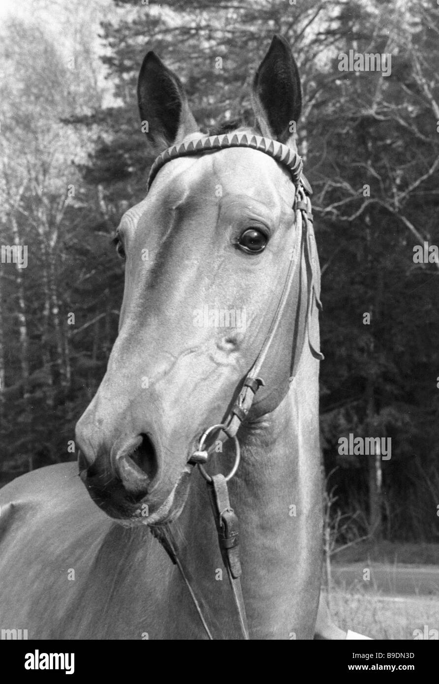 International horse auction Uspenskoye settlement Stock Photo Alamy