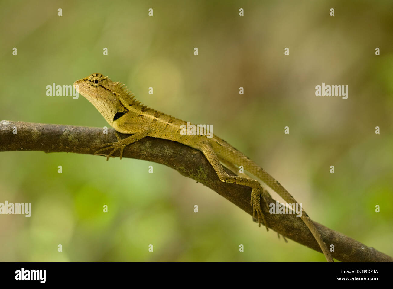 Forest Crested Lizard Calotes emma emma Stock Photo