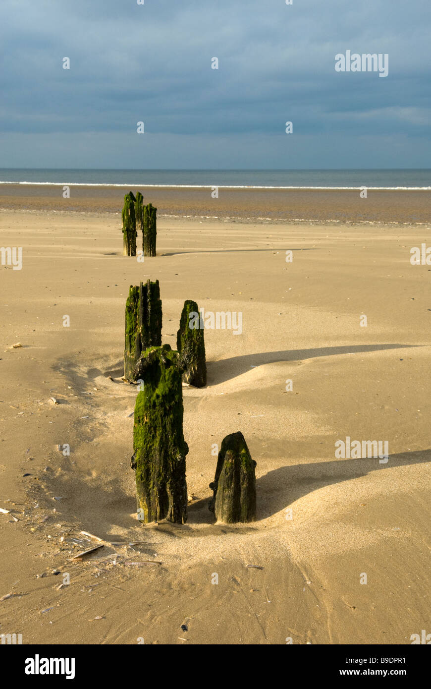 Groynes in the afternoon sunlight Titchwell beach Norfolk England Stock Photo
