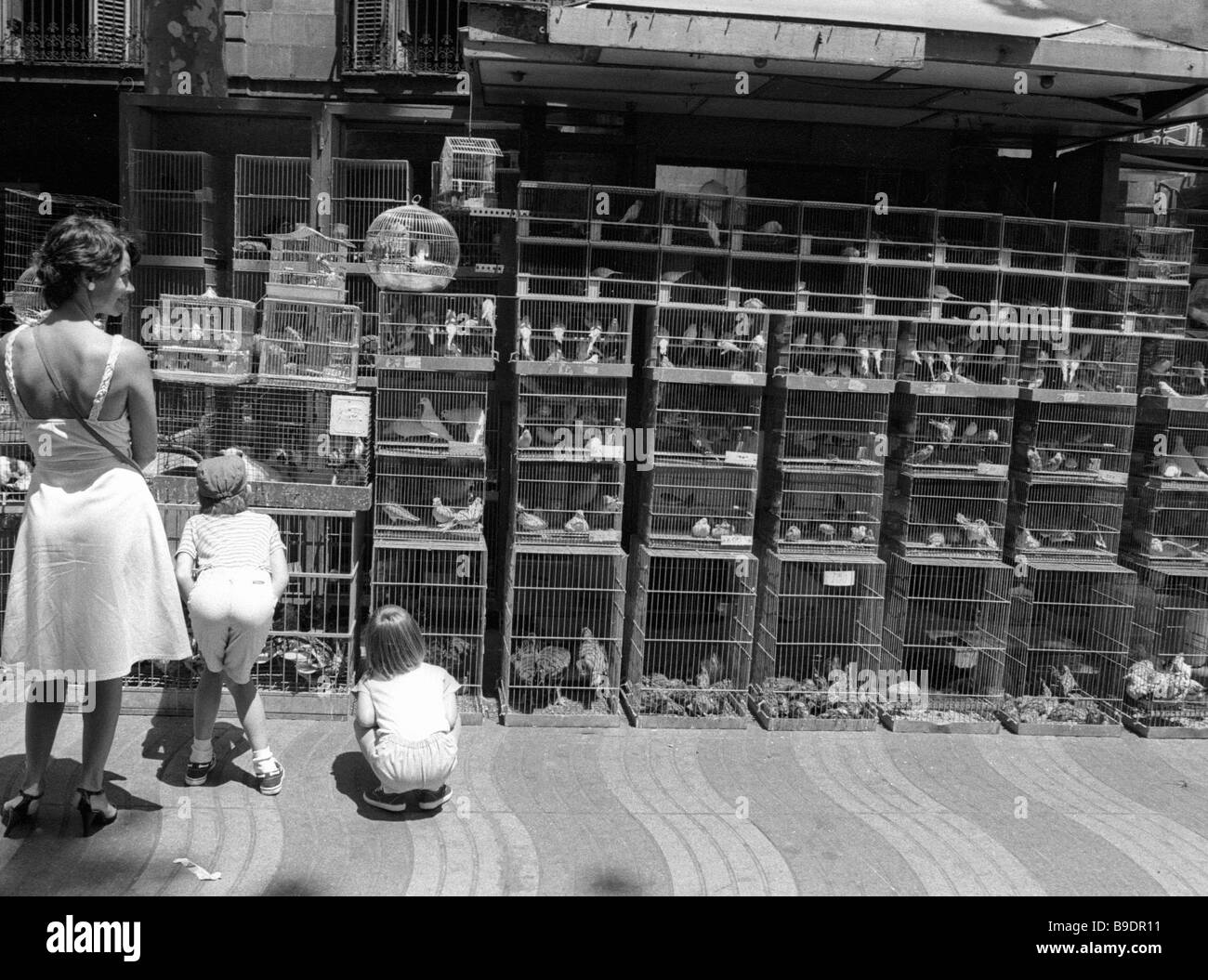 A bird market on La Rambla Boulevard in Barcelona Stock Photo Alamy