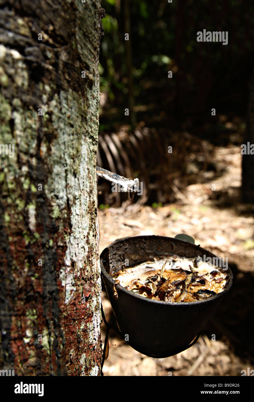 Latex collected from rubber tree Ecoparque de Una Brazil South America Stock Photo