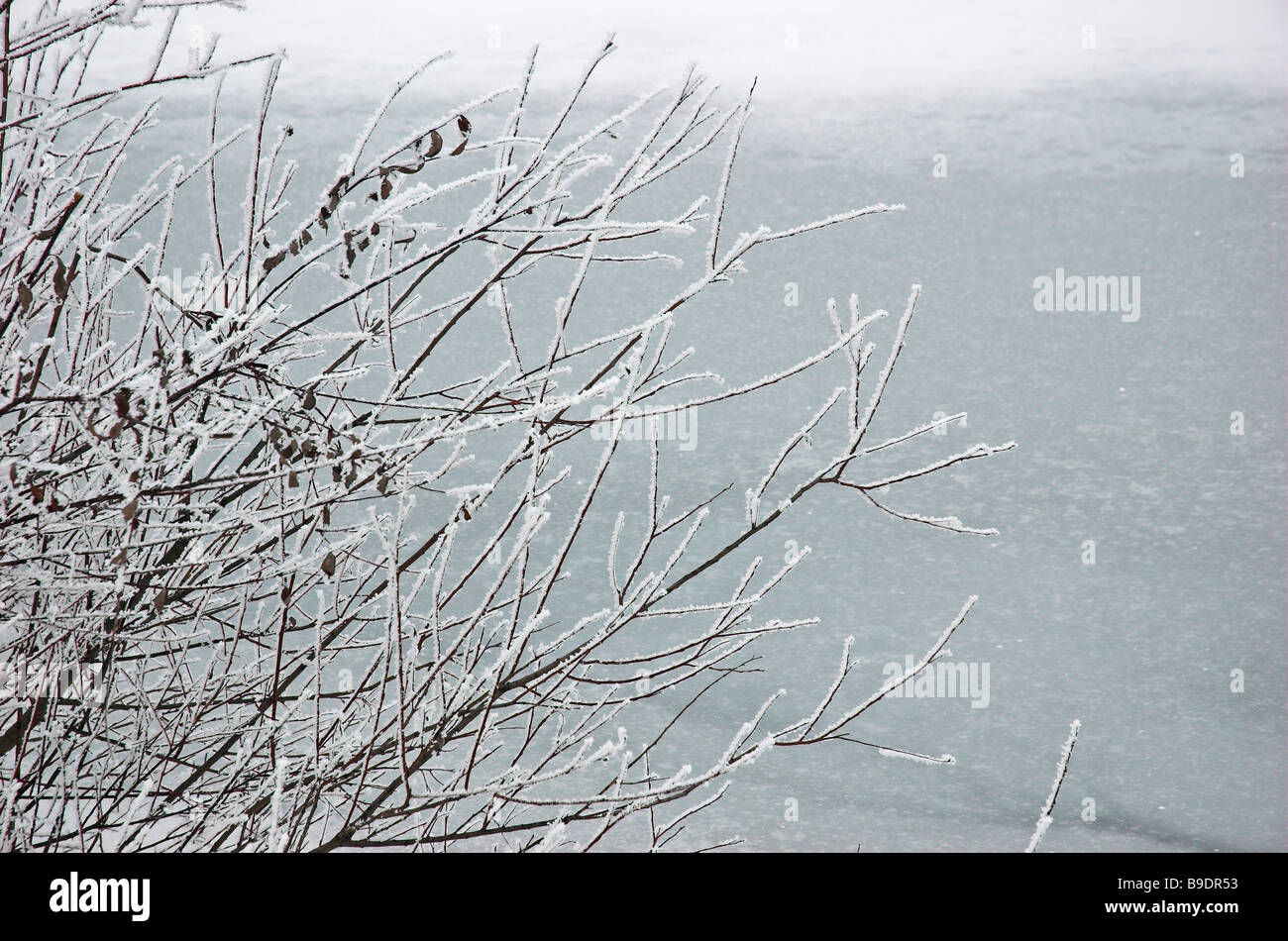 Frozen branches hi-res stock photography and images - Alamy