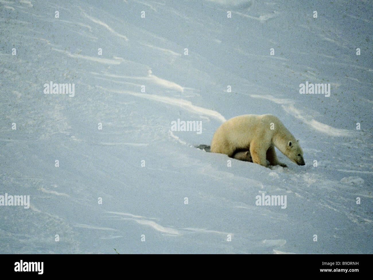 Wrangel Island Reserve: photo and description, location, flora and fauna 56 Wrangel Island Reserve: photo and description, location, flora and fauna 5