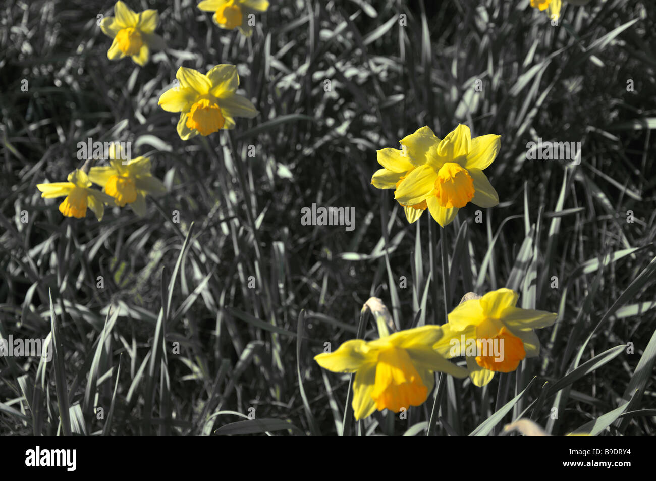 Bright Daffodils Stock Photo