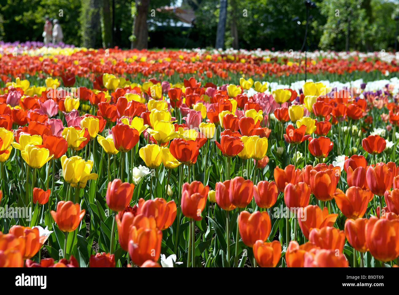 Tulips in Britzer Garten, Berlin, Germany Stock Photo