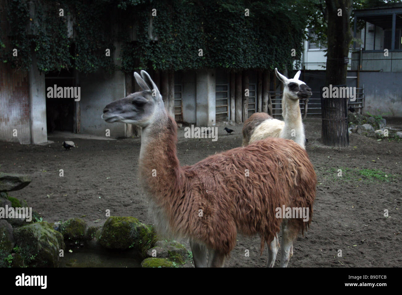 llamas at tokyo zoo Stock Photo