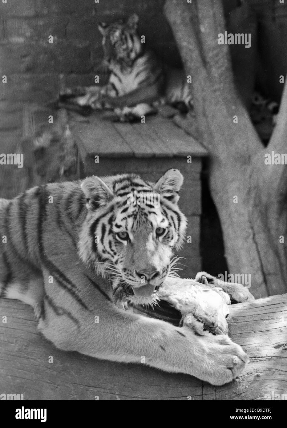 Siberian tigers in the zoo Stock Photo - Alamy