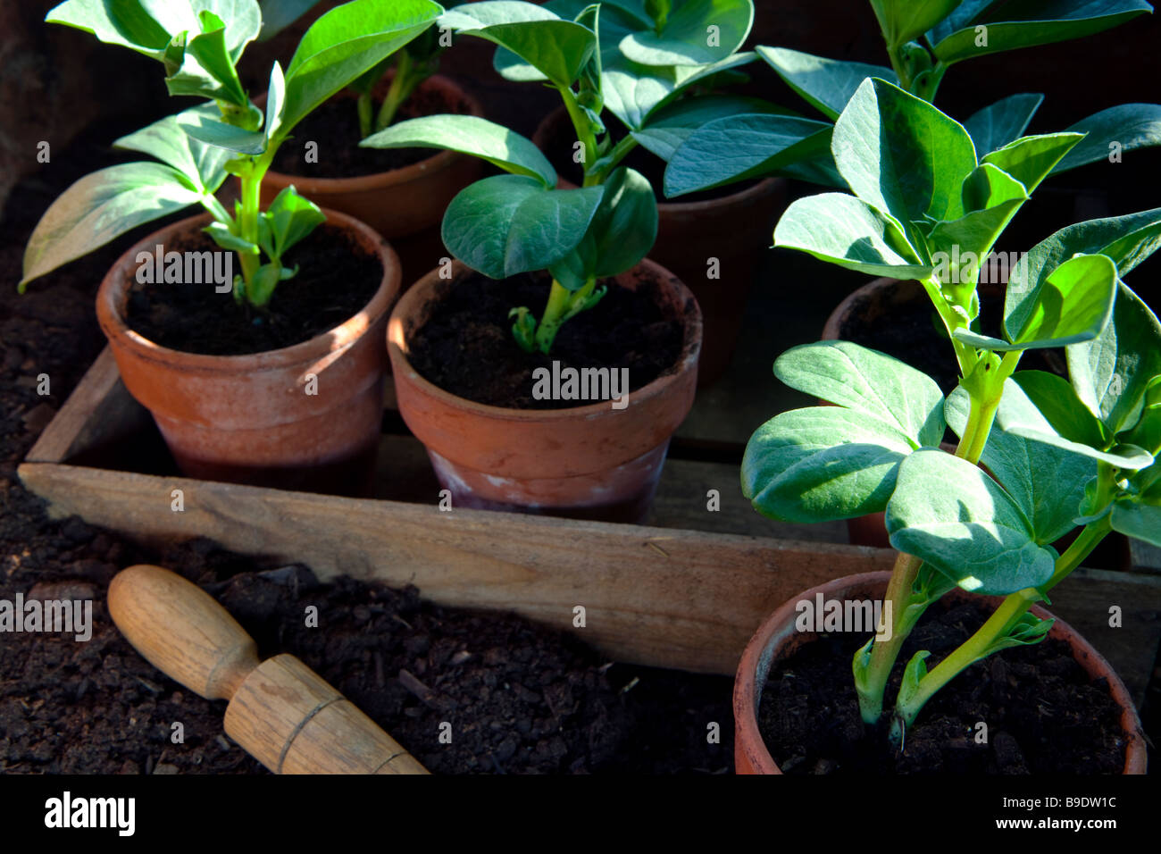 Broad bean plants potted up in clay pots Stock Photo Alamy