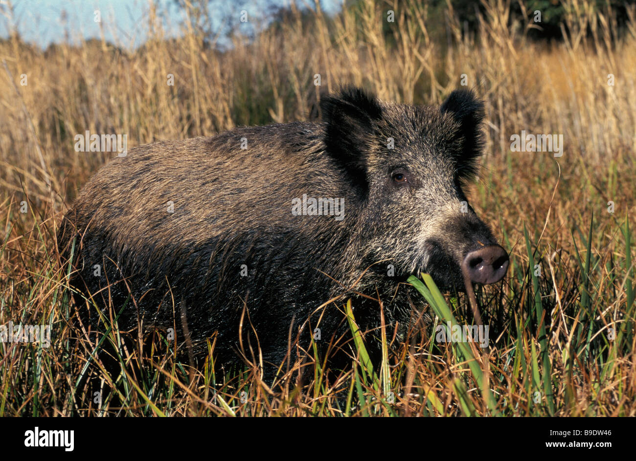 sanglier Wildschwein Wild Boar Sus scrofa Altweltschweine animals Artiodactyla Asia Asien Australia Australien Stock Photo