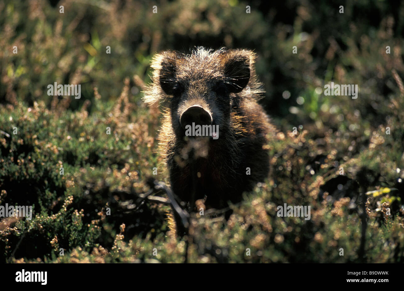 sanglier Wildschwein Wild Boar Sus scrofa Altweltschweine animals Artiodactyla Asia Asien Australia Australien Stock Photo