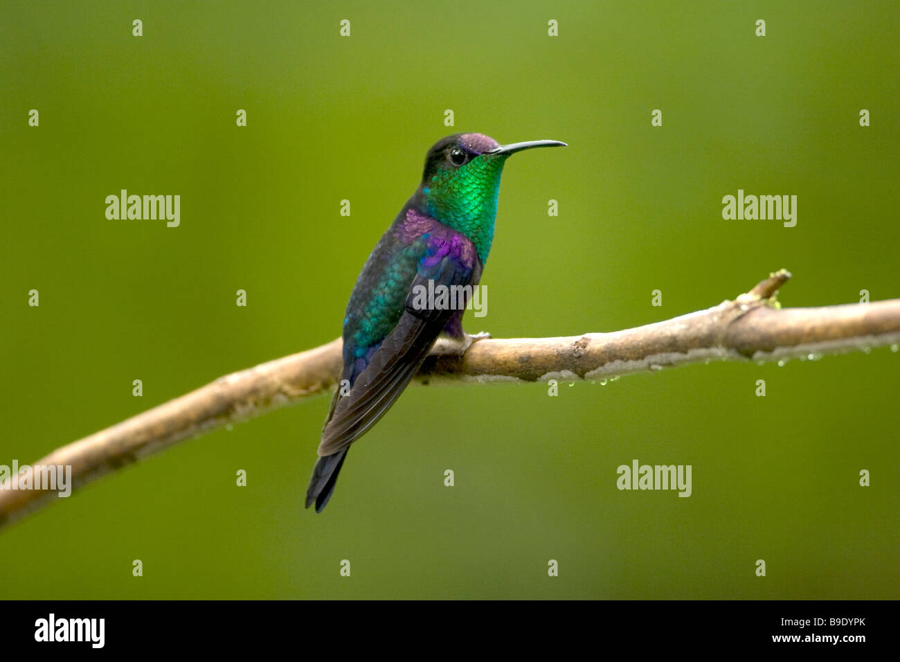 Purple-crowned Woodnymph Thalurania colombica Stock Photo - Alamy