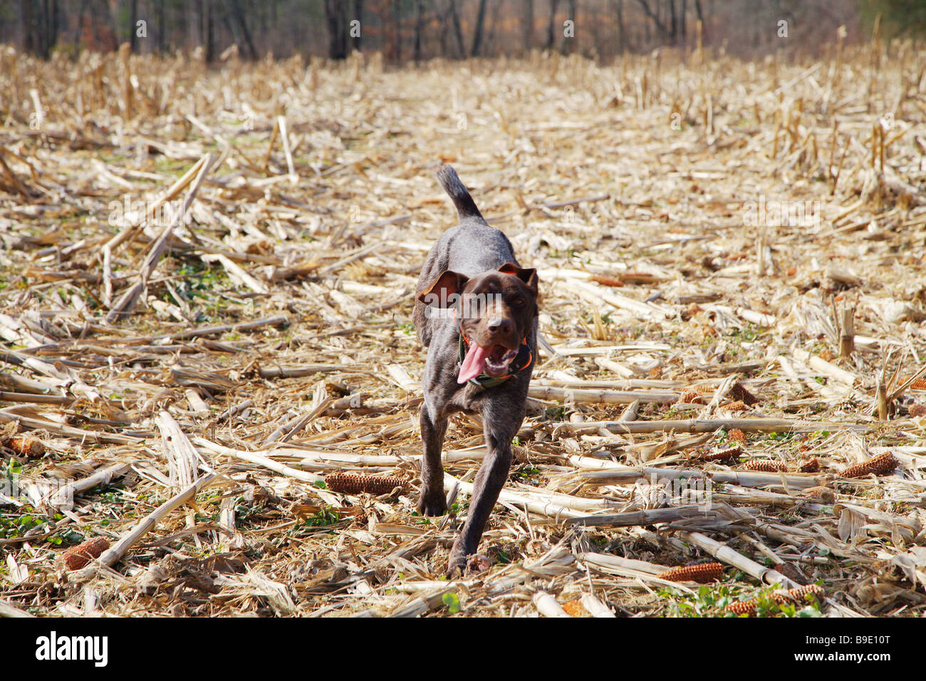 Brown Male German Short Haired Pointer Running Straight Into View