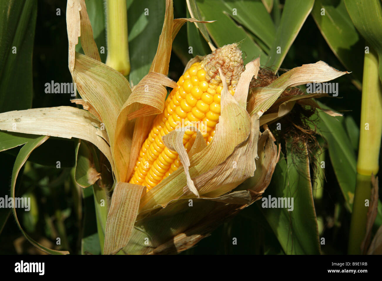 corn growing on a stalk open and showing kernels Stock Photo Alamy