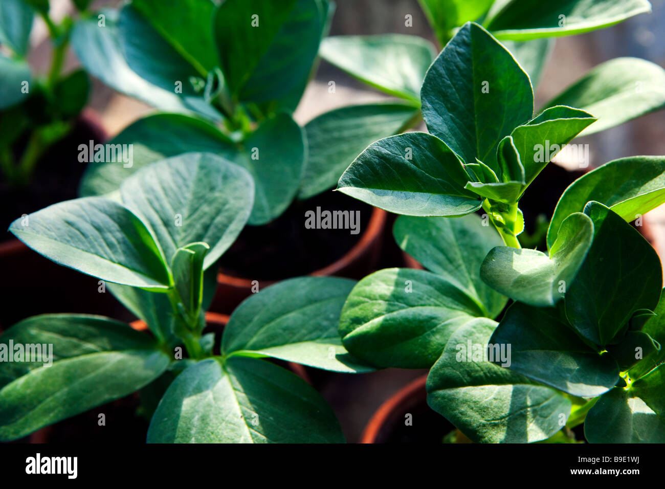 Broad bean hi-res stock photography and images - Alamy