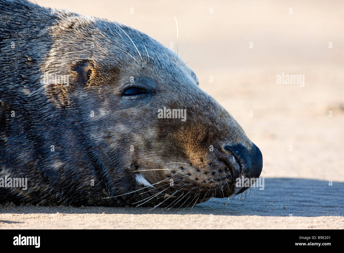 Halichoerus grypus, male grey seal. Lincolnshire December 2008 Stock Photo