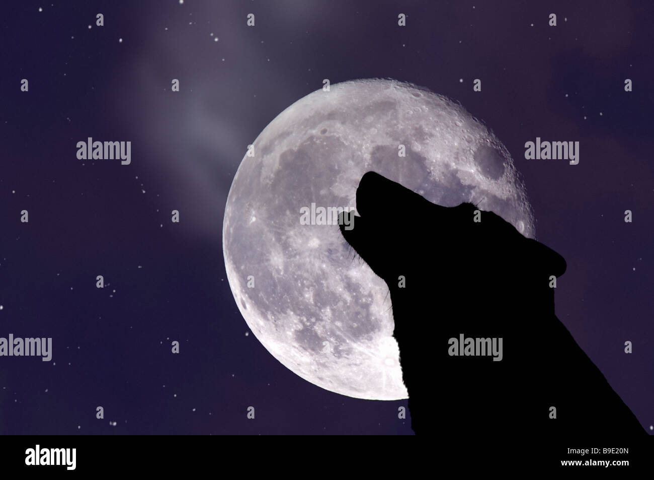 Wolf howling at moon Stock Photo