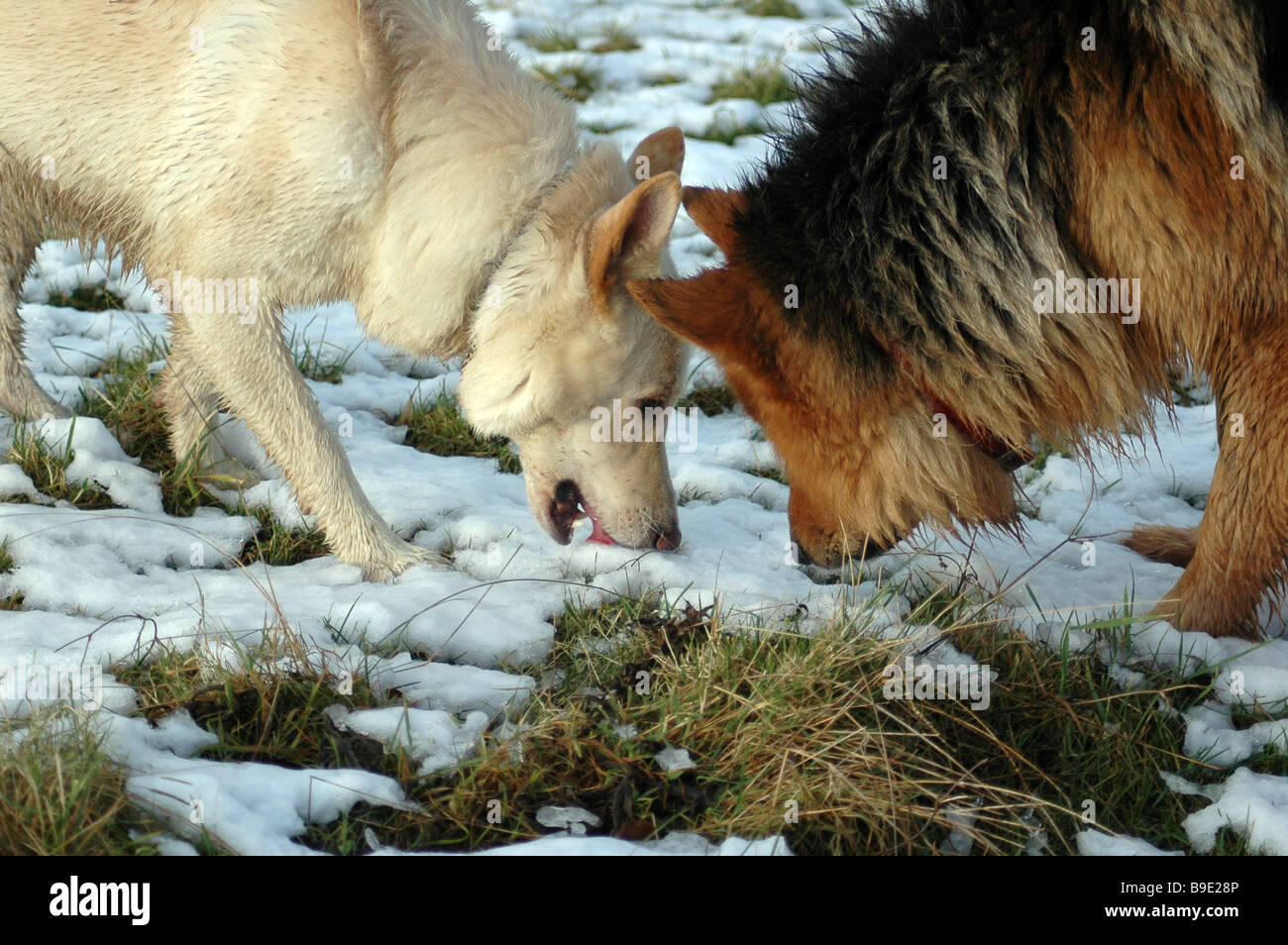 white and tri-coloured german shepherds eating snow Stock Photo