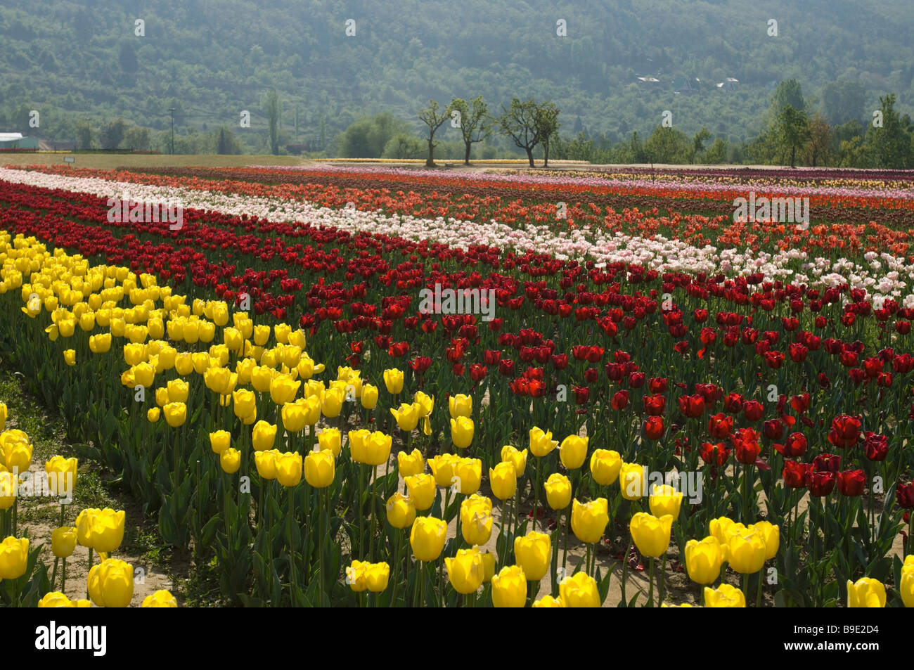 Tulips In A Garden Indira Gandhi Tulip Garden Srinagar Jammu And Kashmir India Stock Photo Alamy