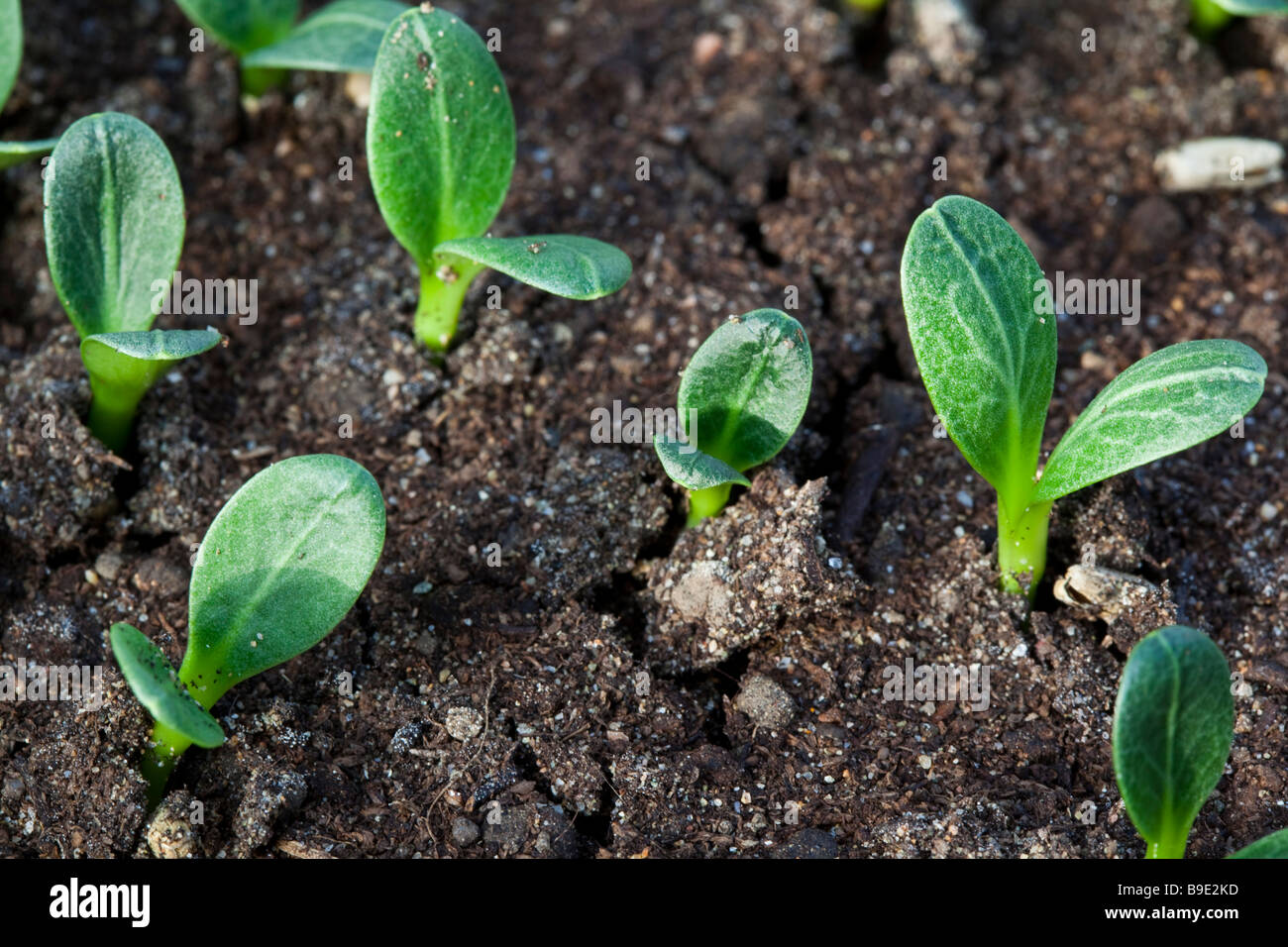 newly sprouted globe artichoke seedlings Stock Photo